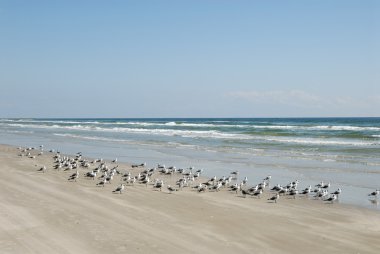 Seagulls on the beach clipart