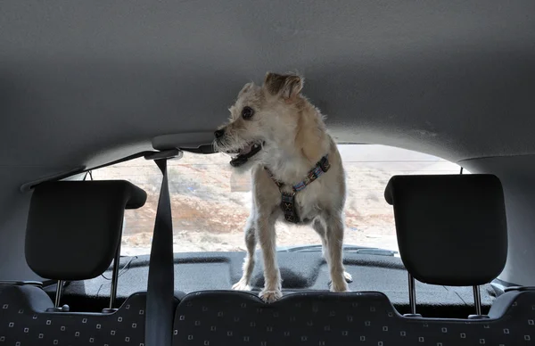Cão dentro de um carro — Fotografia de Stock