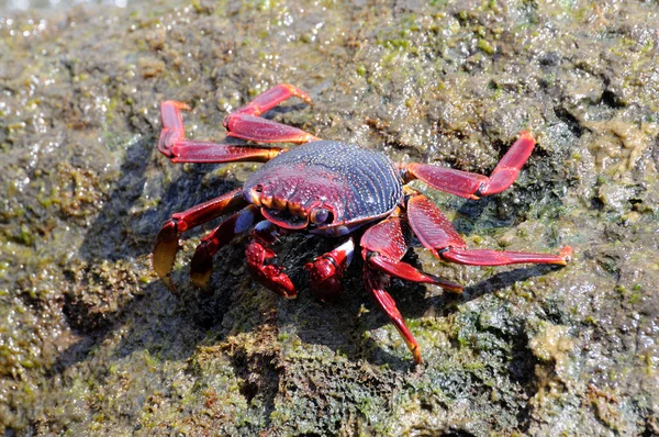 Fechar-se de um caranguejo na rocha perto do mar — Fotografia de Stock