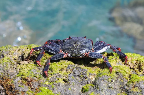 Closeup of a crab on rock — Stock Photo, Image