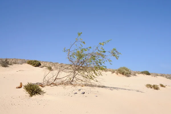 砂漠の木 — ストック写真