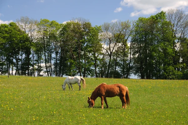 两匹马在草地上吃草 — 图库照片
