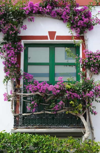 Fenster von Blumen umrahmt — Stockfoto
