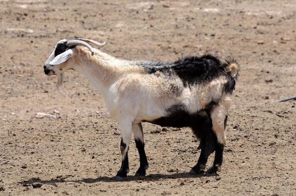 Goat on the farm — Stock Photo, Image