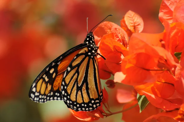 Метелик монарх — стокове фото
