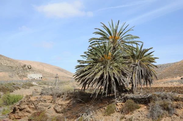 Landschap met palmboom op Canarische eiland fuerteventura — Stockfoto