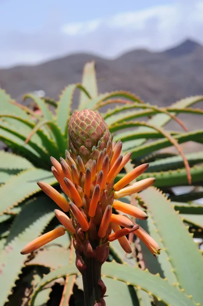 Blühende Aloe Vera Blume. Kanarische Insel fuerteventura — Stockfoto