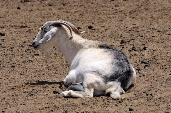 Domestic Goat — Stock Photo, Image
