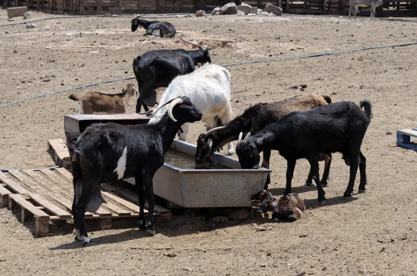 Κατσίκες στο η γούρνα κατανάλωσης — Φωτογραφία Αρχείου