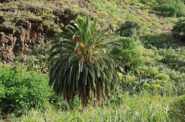 Landskap med palm tree — Stockfoto