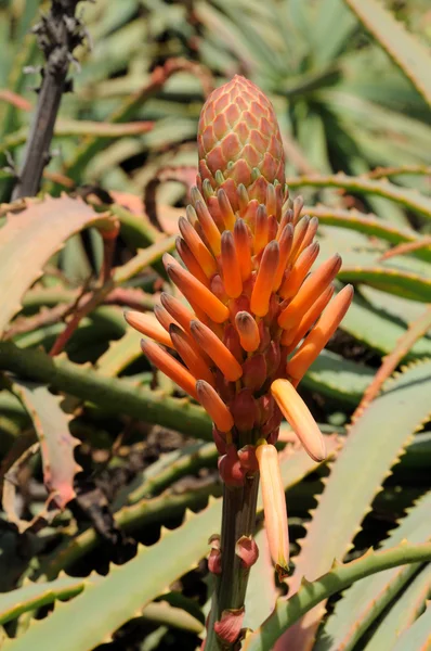 Blühende Aloe Vera — Stockfoto