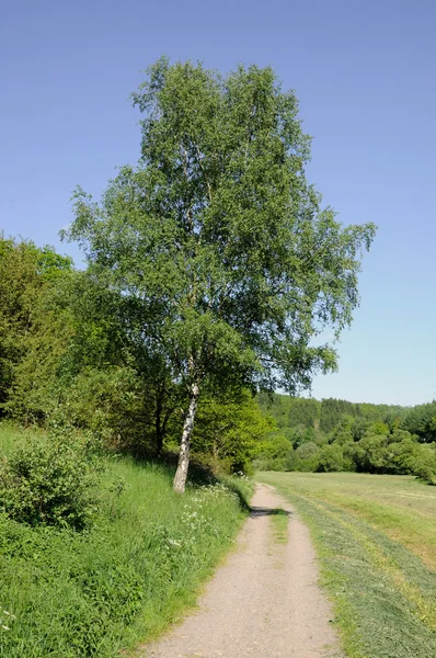 Landskap med en landsväg och en träd — Stockfoto