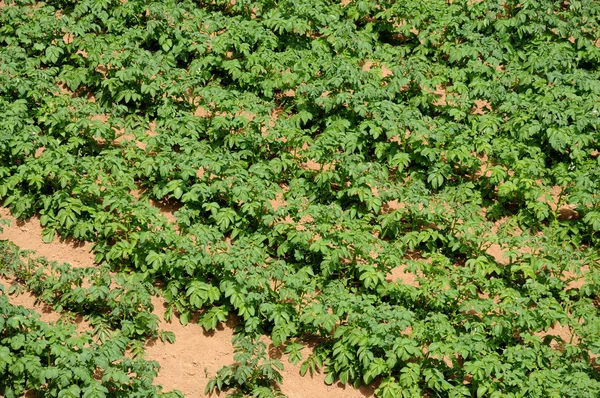 Reihen von Kartoffelsträuchern auf einem Feld — Stockfoto
