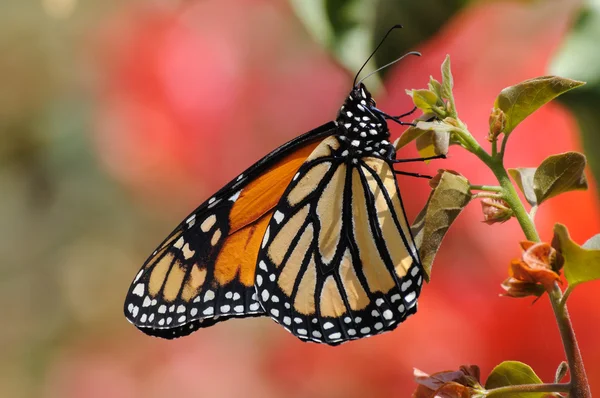 Mariposa monarca — Foto de Stock