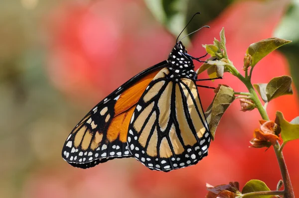 Monarchfalter — Stockfoto