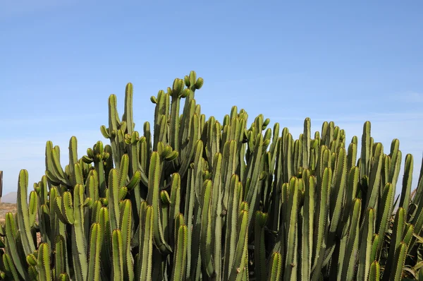 Fuerteventura Euphorbia canariensis üzerinde Kanarya Adası — Stok fotoğraf