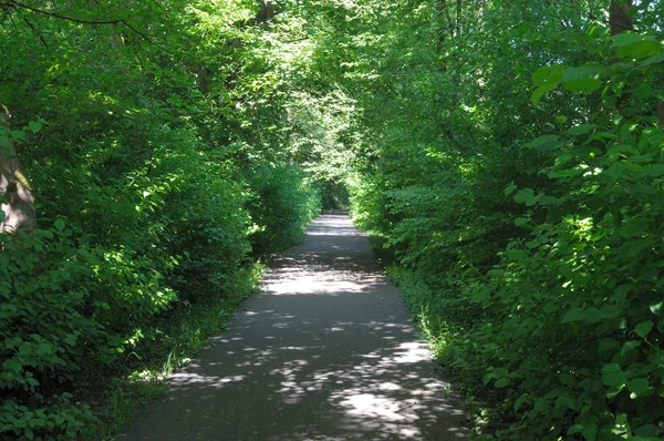 Caminhe através de árvores verdes no parque da cidade — Fotografia de Stock