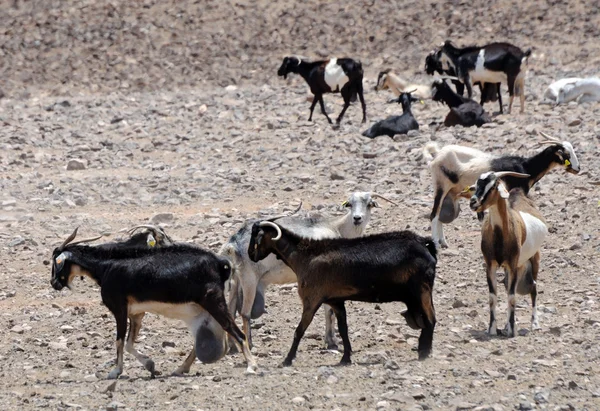 Goat farm in Spain — Stock Photo, Image