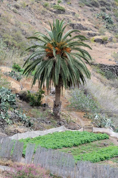 Canary Island Date Palm Tree — Stock Photo, Image