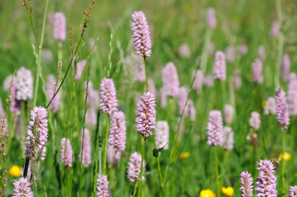 Fleurs de trèfle violet dans le champ — Photo