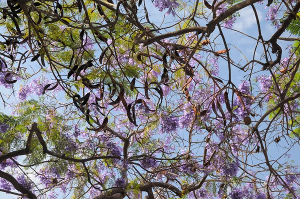 Lila fa virágzó tavasz — Stock Fotó