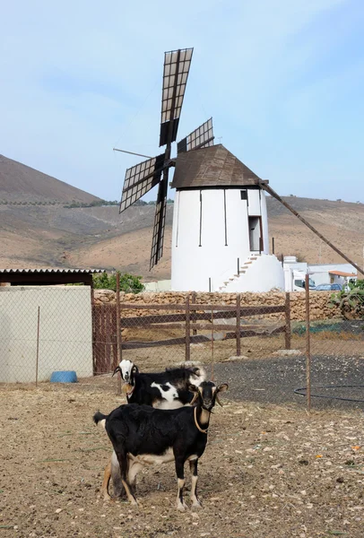 Ziegenfarm in Spanien — Stockfoto