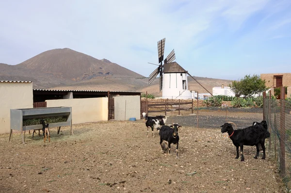 Exploração de cabras em Espanha — Fotografia de Stock