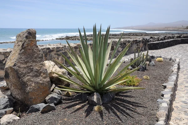 Kaktus på strandpromenaden, fuerteventura — Stockfoto