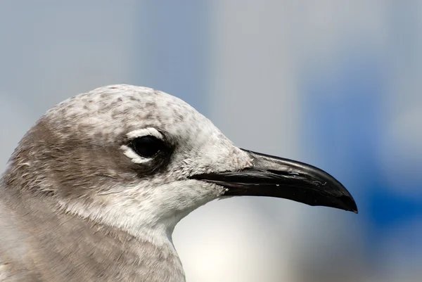 Closeup of seagulls head — Stock Photo, Image