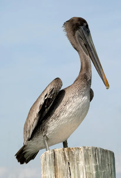 Пеликан в Корпус-Кристи, Техас, США — стоковое фото