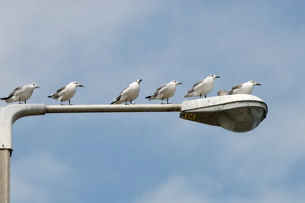 Seagulls at a lantern — Stock Photo, Image