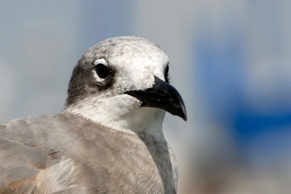 Seagull closeup — Stock Photo, Image