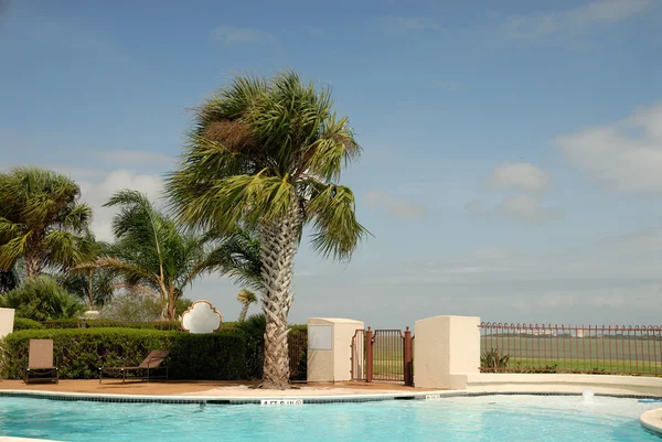游泳池和棕榈树 — 图库照片