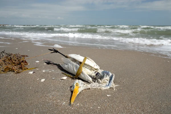 Мертвая чайка на пляже — стоковое фото