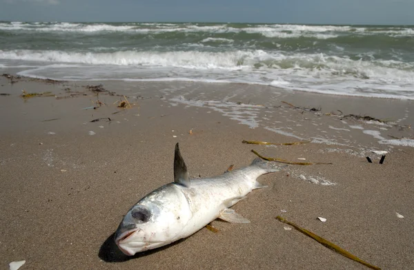 stock image Dead fish on the beach