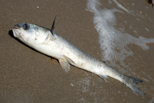 Peces muertos en la playa —  Fotos de Stock