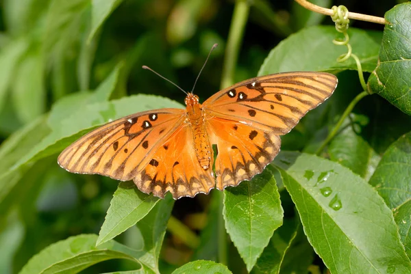 Macro farfalla — Foto Stock