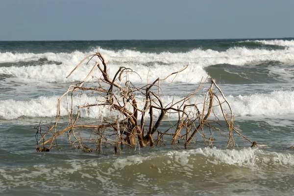 Tree in the water, Padre Island beach — Stock Photo, Image