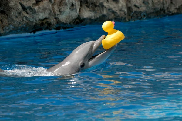 Δελφίνι παιχνίδι με πάπια λάστιχο — Φωτογραφία Αρχείου