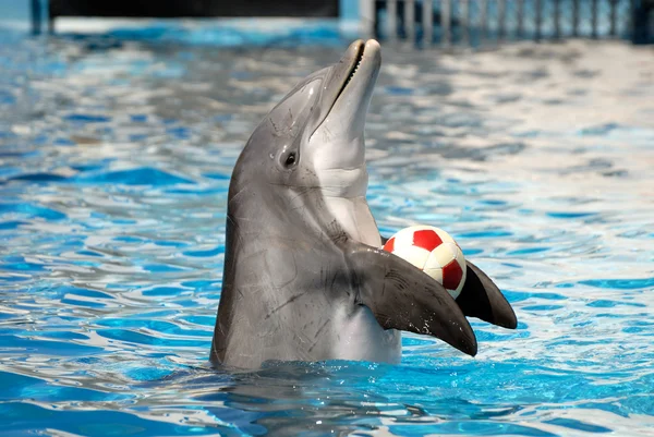 stock image Dolphin playing with a ball