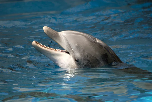 Bellissimo delfino — Foto Stock