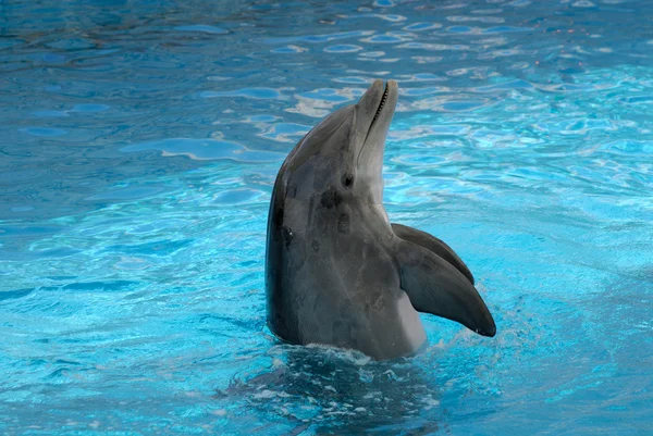 Spettacolo delfini — Foto Stock