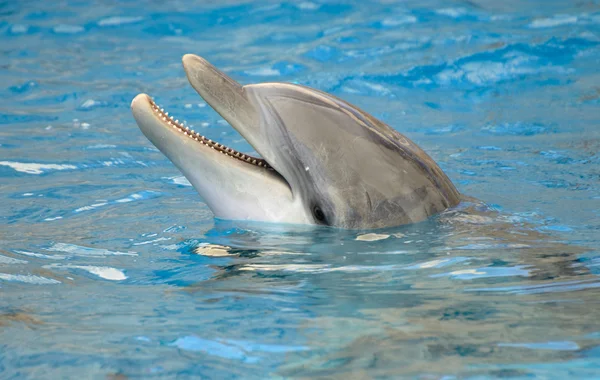 Gros plan dauphin — Photo