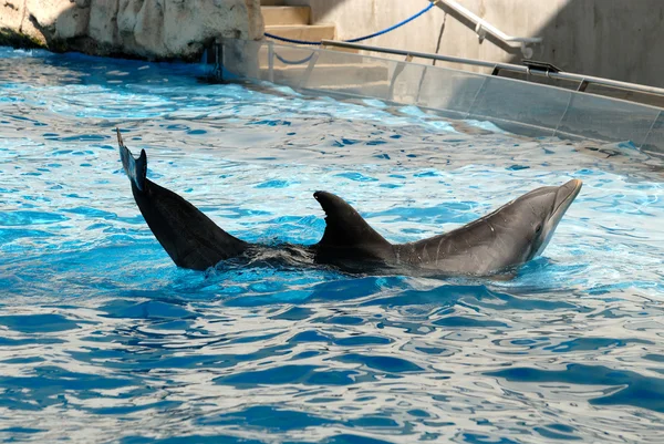 Шоу дельфінів — стокове фото