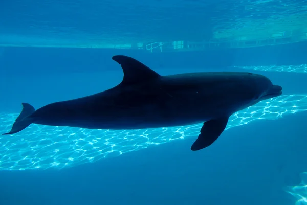 Dolphin swimming underwater — Stock Photo, Image