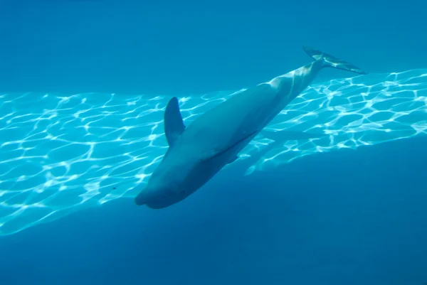 Delfín nadando bajo el agua — Foto de Stock