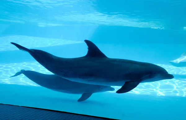 Дельфіни плавання в акваріум — стокове фото