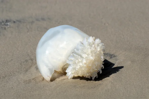 Jellyfish on the beach — Stock Photo, Image