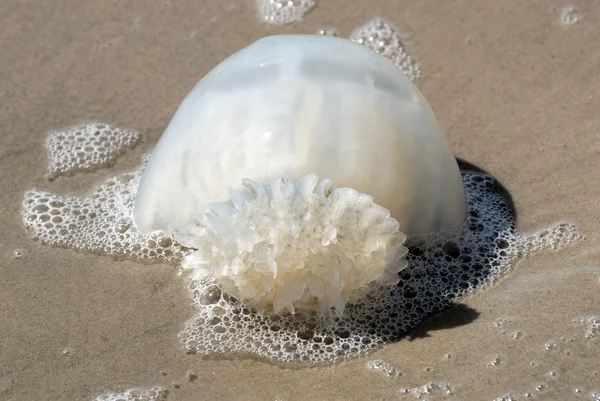 Medúzy na pláži — Stock fotografie
