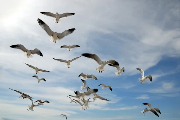 Stock image Seagulls